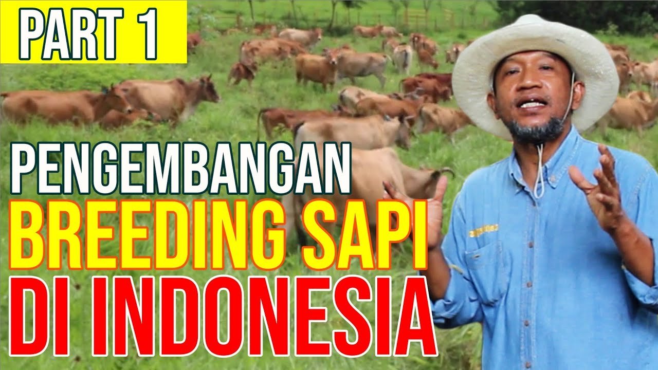 Breeding Sapi Indonesia Kondisi Bisnis Pengembangbiakkan.jpg